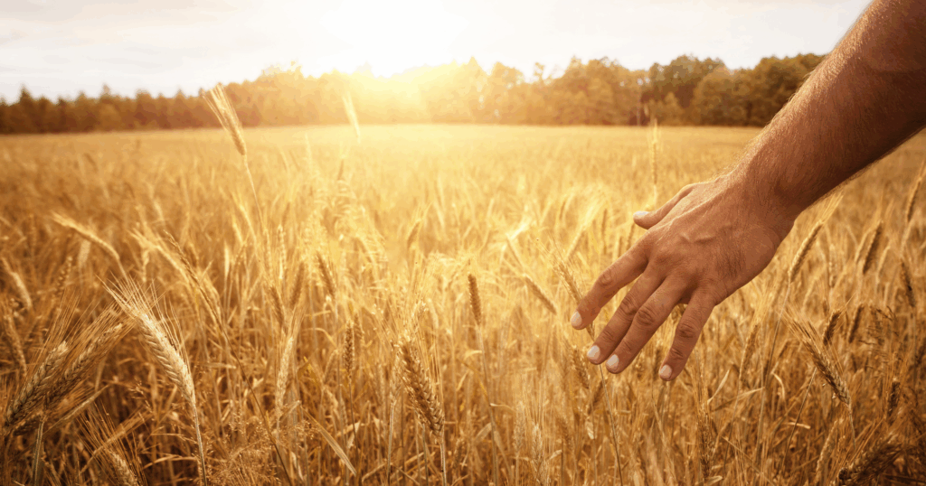 Hand brushing through a golden wheat field at sunset, symbolizing abundance, gratitude, and surrender to God.