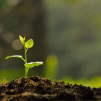 Young plant in the morning light