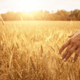 parable of the rich fool